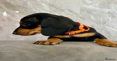 Miniature Dachshund dogs - Advert 15
