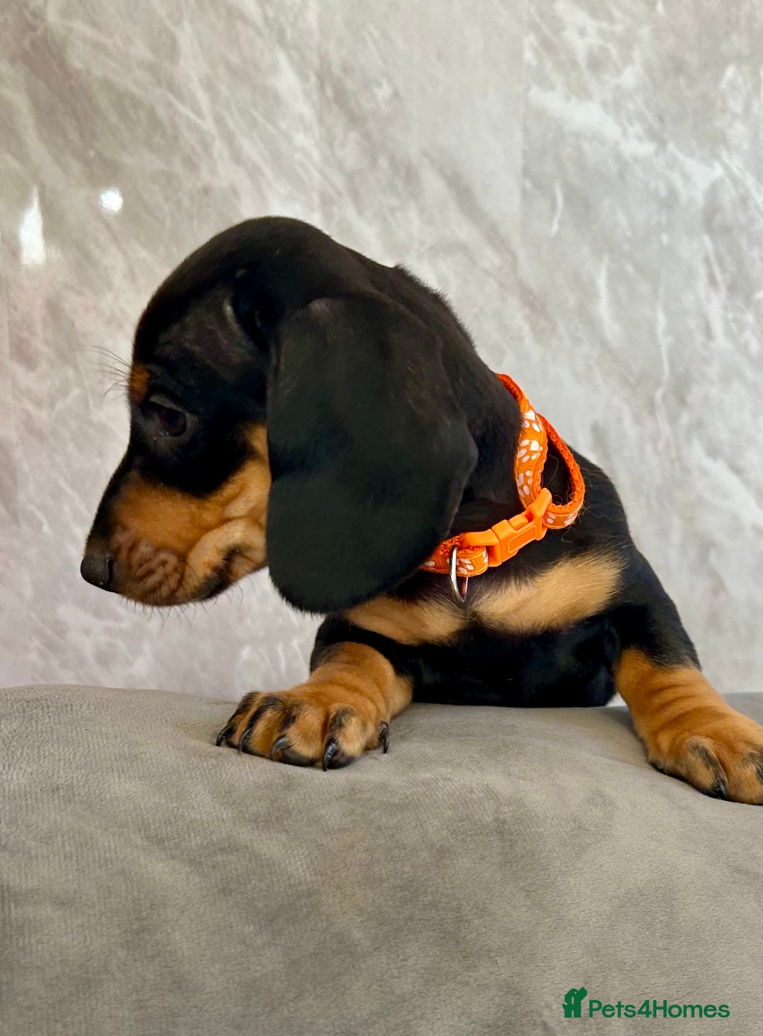 Miniature Dachshund dogs for sale: Miniature dachshund puppies  - Image 11