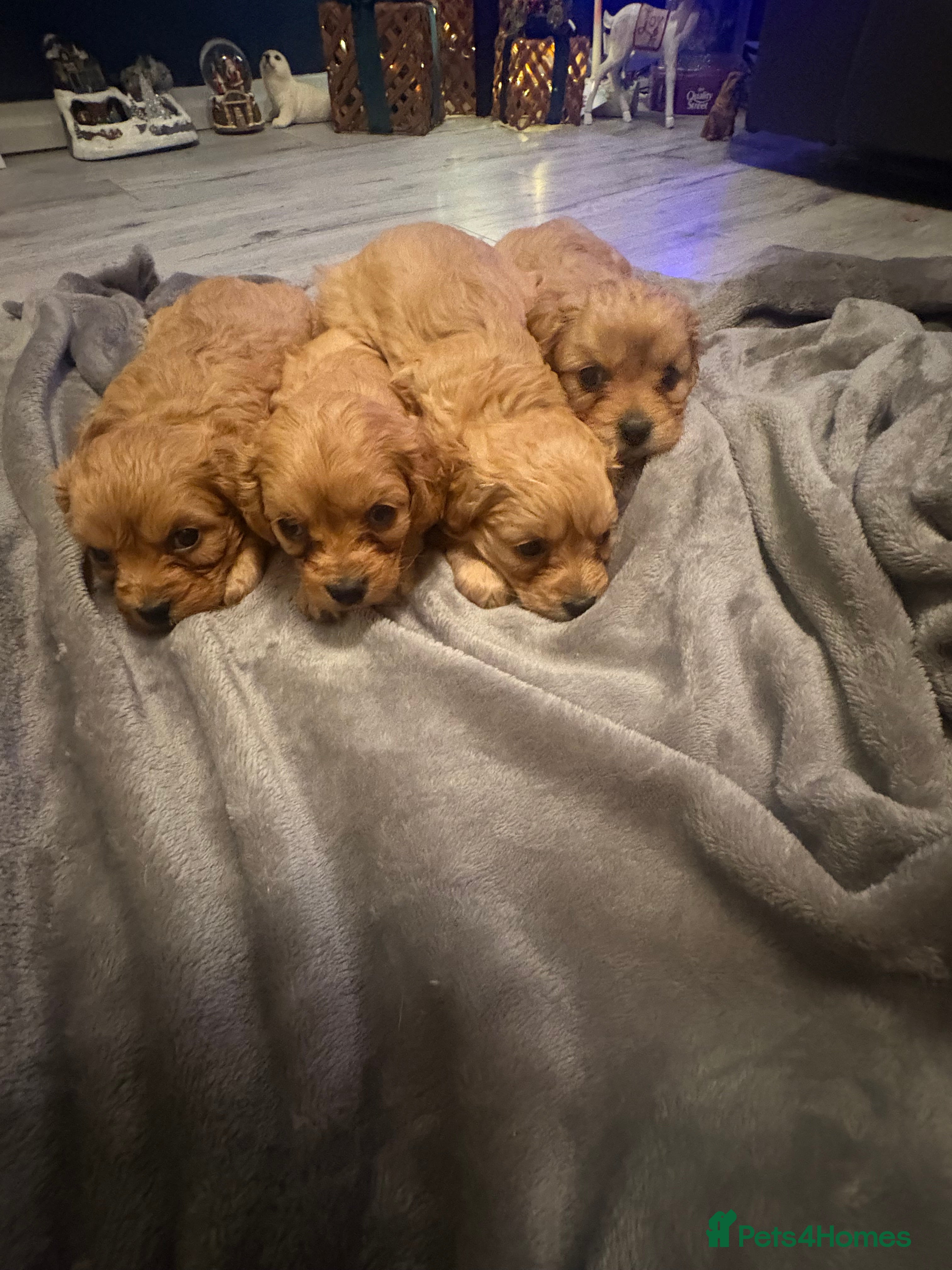 Cavapoo dogs Gorgeous Cavapoo puppies - Advert 4