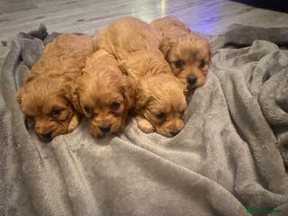 Cavapoo dogs Gorgeous Cavapoo puppies - Advert 1
