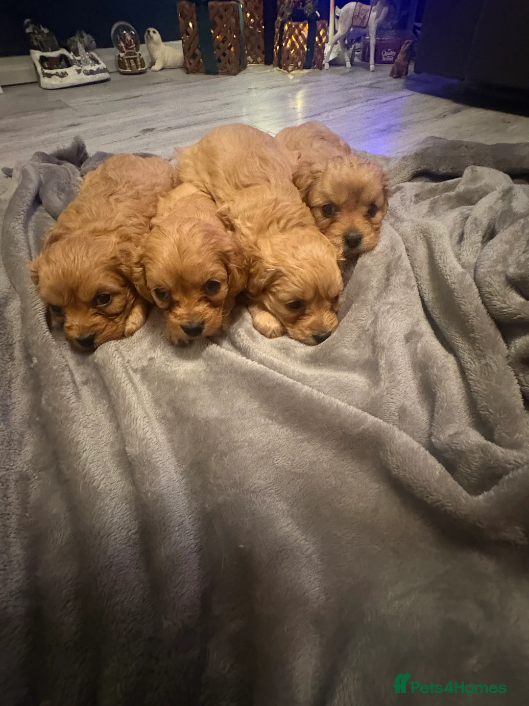 Cavapoo dogs for sale: Gorgeous Cavapoo puppies - Advert 1