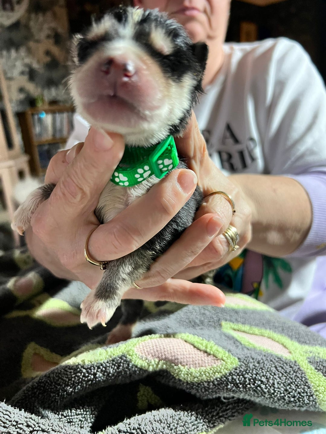 Shepsky dogs for sale: shepsky puppies  - Advert 12