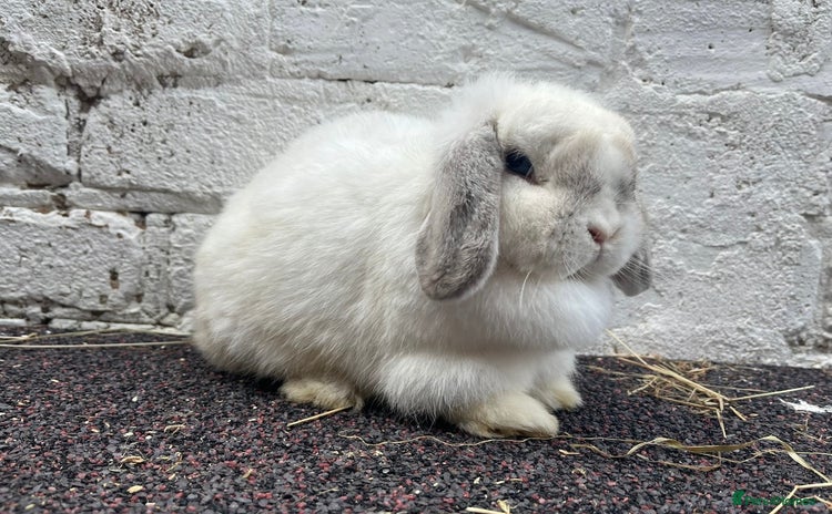 Mini Lop rabbits - Advert 4