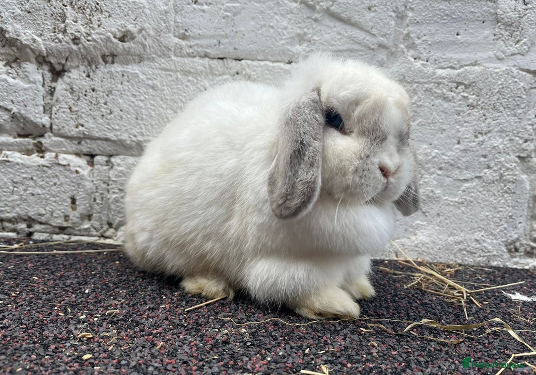 Mini Lop rabbits for sale: 2 minilops buck and doe - Image 1