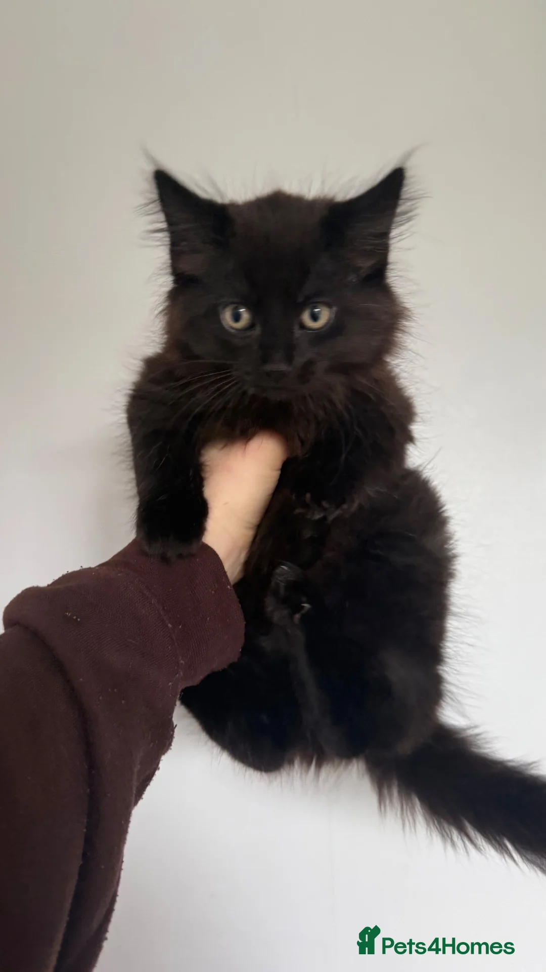 Mixed Breed cats for sale: 3 playful male kittens looking for forever home!  in North Shields - Advert 2