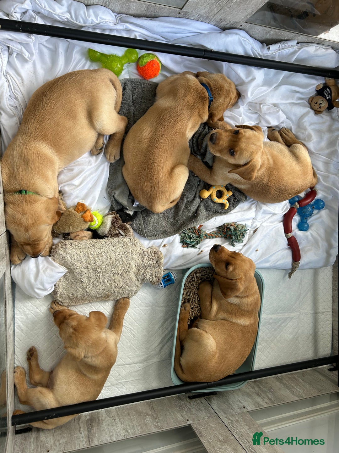 Labrador Retriever dogs for sale: Ready Now Beautiful Boy Labrador Puppies  - Image 34