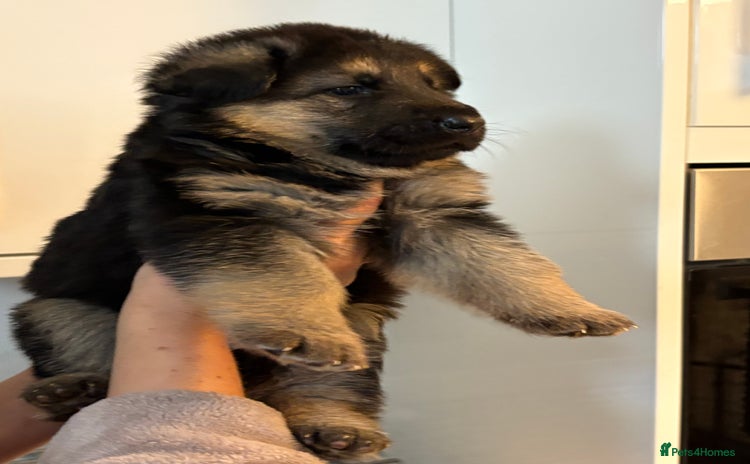 German Shepherd dogs - Advert 15