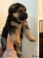 German Shepherd dogs - Advert 3