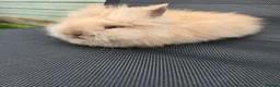 Lionhead rabbits for sale: Purebred doublemane lionhead babies in Wellington - Advert 10