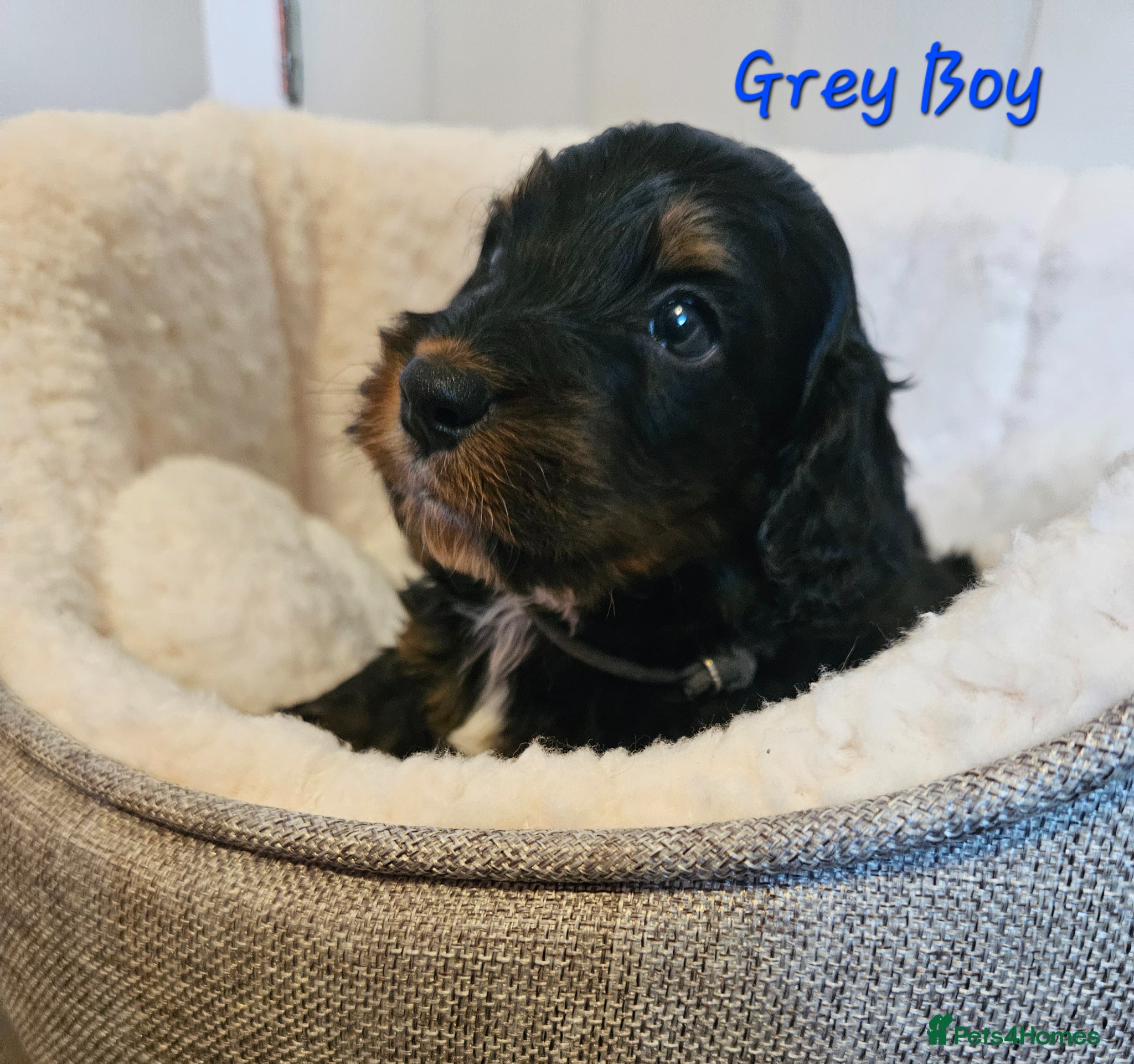 Cockapoo dogs Licensed insured breeder! Show-type cockapoo boys - Advert 2