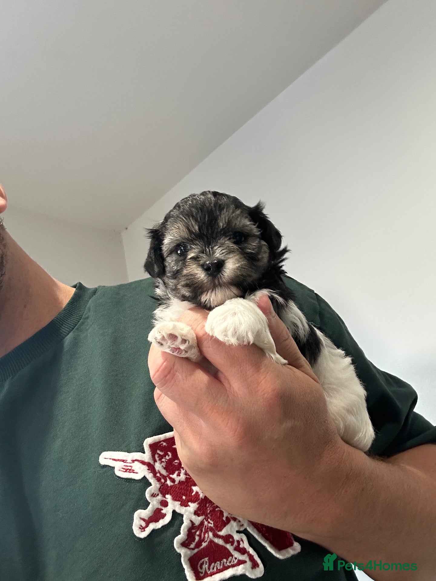 Maltipoo dogs Tiny Asian Maltipoo 2kg or less  - Advert 2