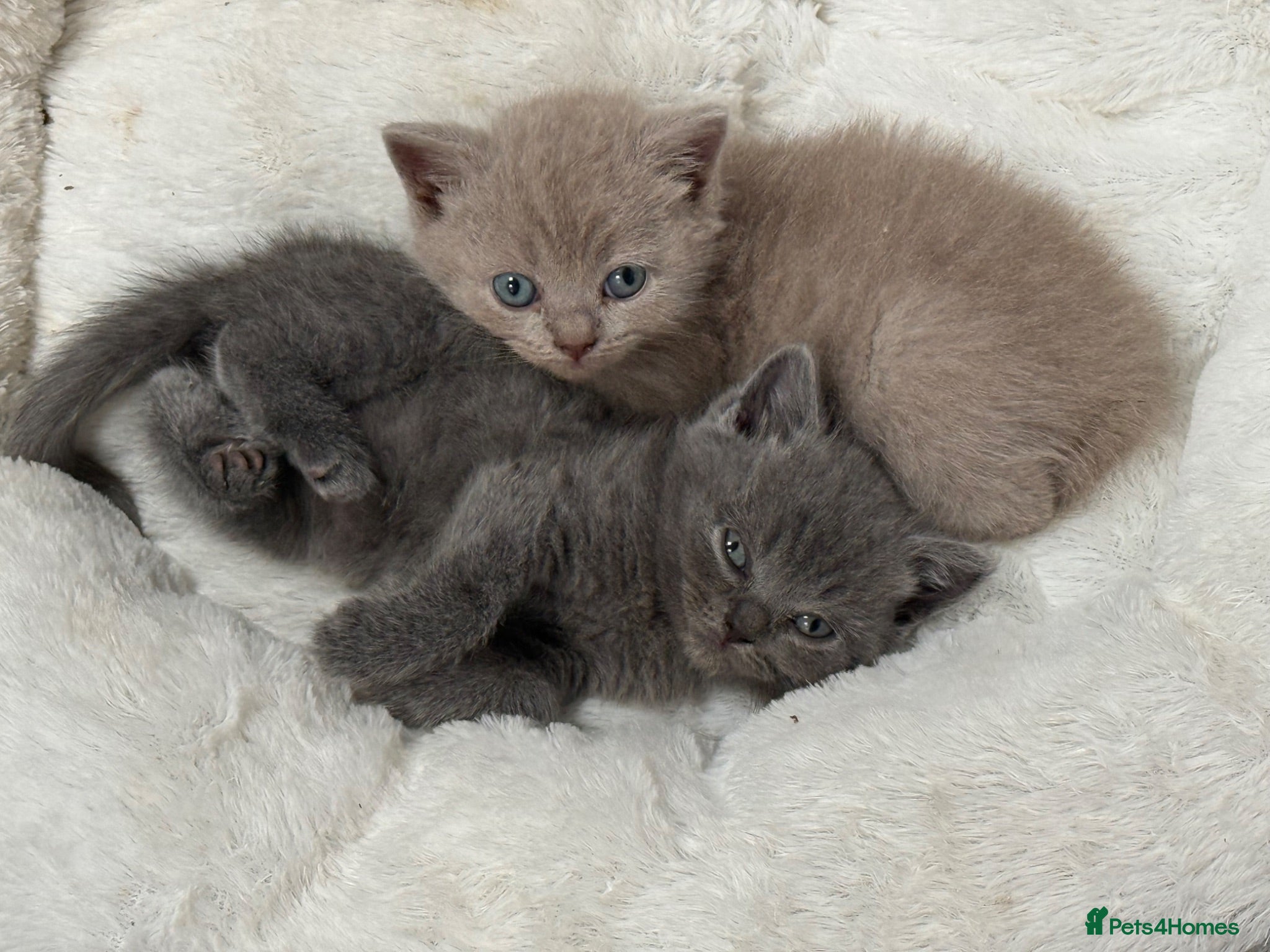 British Shorthair cats 🤍British Shorthair Kittens🤍 - Advert 2