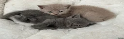 British Shorthair cats for sale: 💙Male kittens ready now💙 - Advert 36