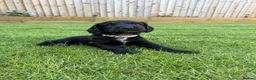 Sprocker dogs for sale: F2 Sprocker Spaniel Puppies - Advert 9