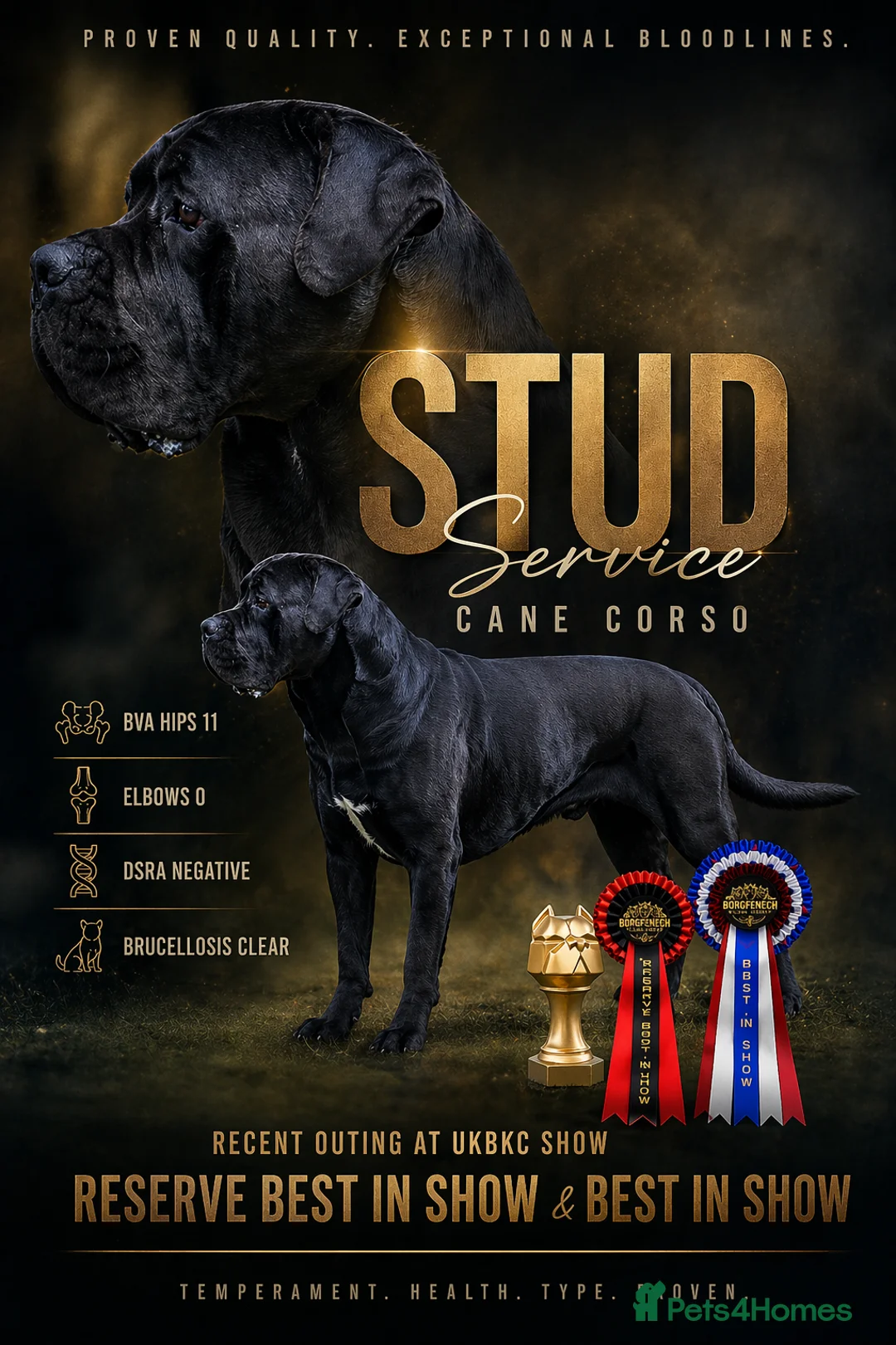 Cane Corso dogs for stud: Thor health tested proven Cane Corso for stud !!! - Advert 1