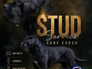 Cane Corso dogs Thor health tested proven Cane Corso for stud !!! - Advert 2