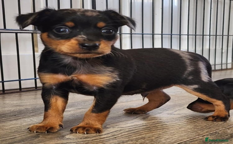 Miniature Pinscher dogs - Advert 1
