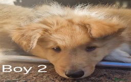 Mixed Breed dogs for sale: Beautiful three quarter Rough collie puppies  - Image 2