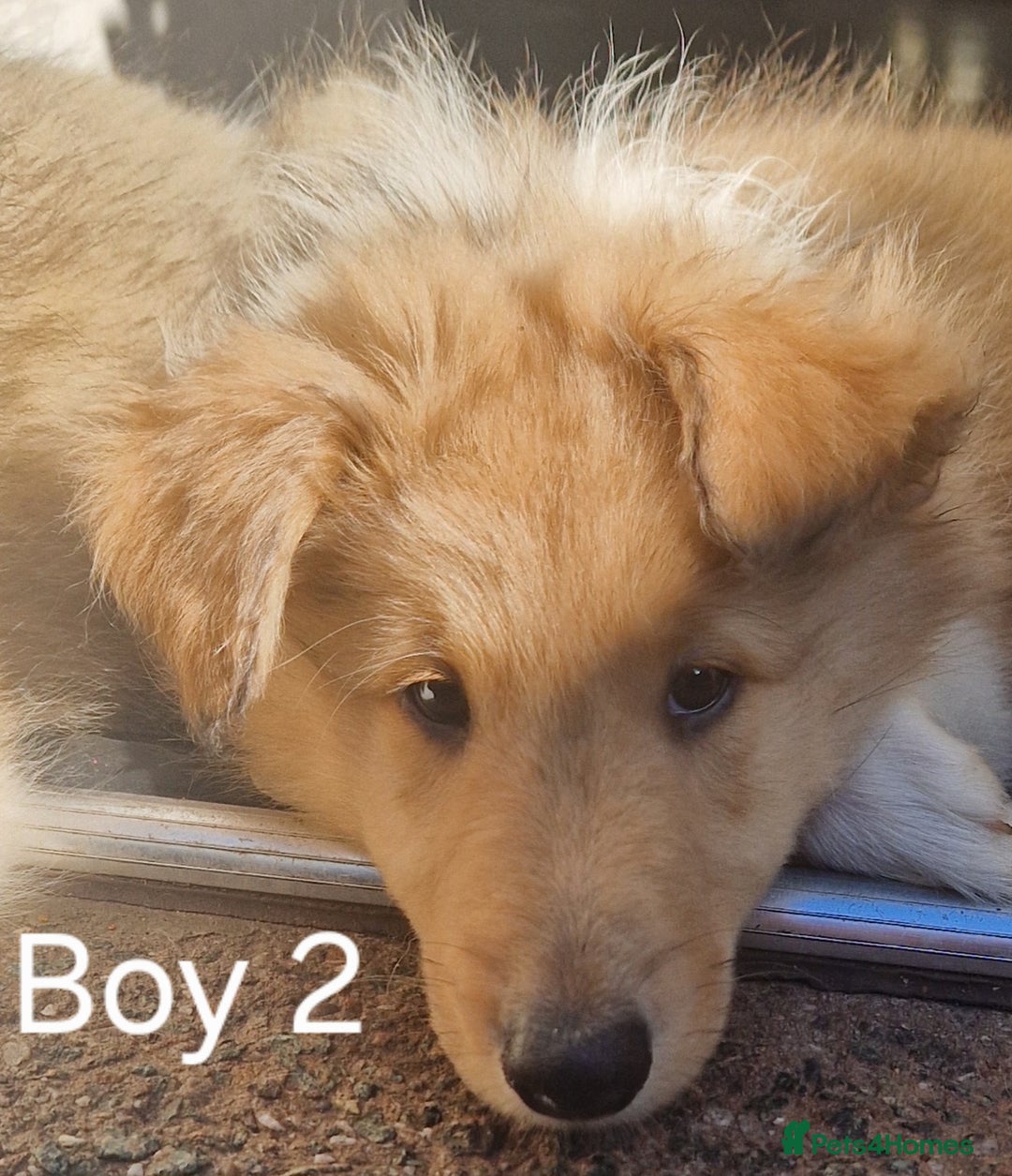 Mixed Breed dogs for sale: Beautiful three quarter Rough collie puppies  - Image 2