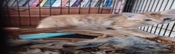 Mixed Breed cats for sale: lovely Coloured kittens - Advert 4