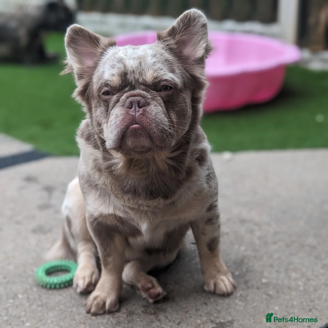 French Bulldog dogs for stud: New shade fluffy merle  in Sheffield - Advert 9