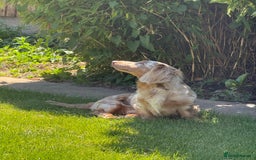 Miniature Dachshund dogs for sale: Isabella & tan long haired dapple - Image 5