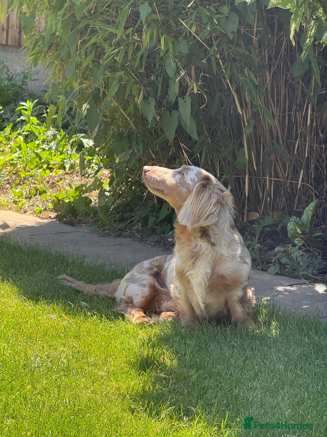Miniature Dachshund dogs for sale: Isabella & tan long haired dapple - Image 5