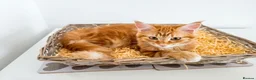 Maine Coon cats for sale: Maine coon mixed lovely extremely adorable kittens - Advert 4