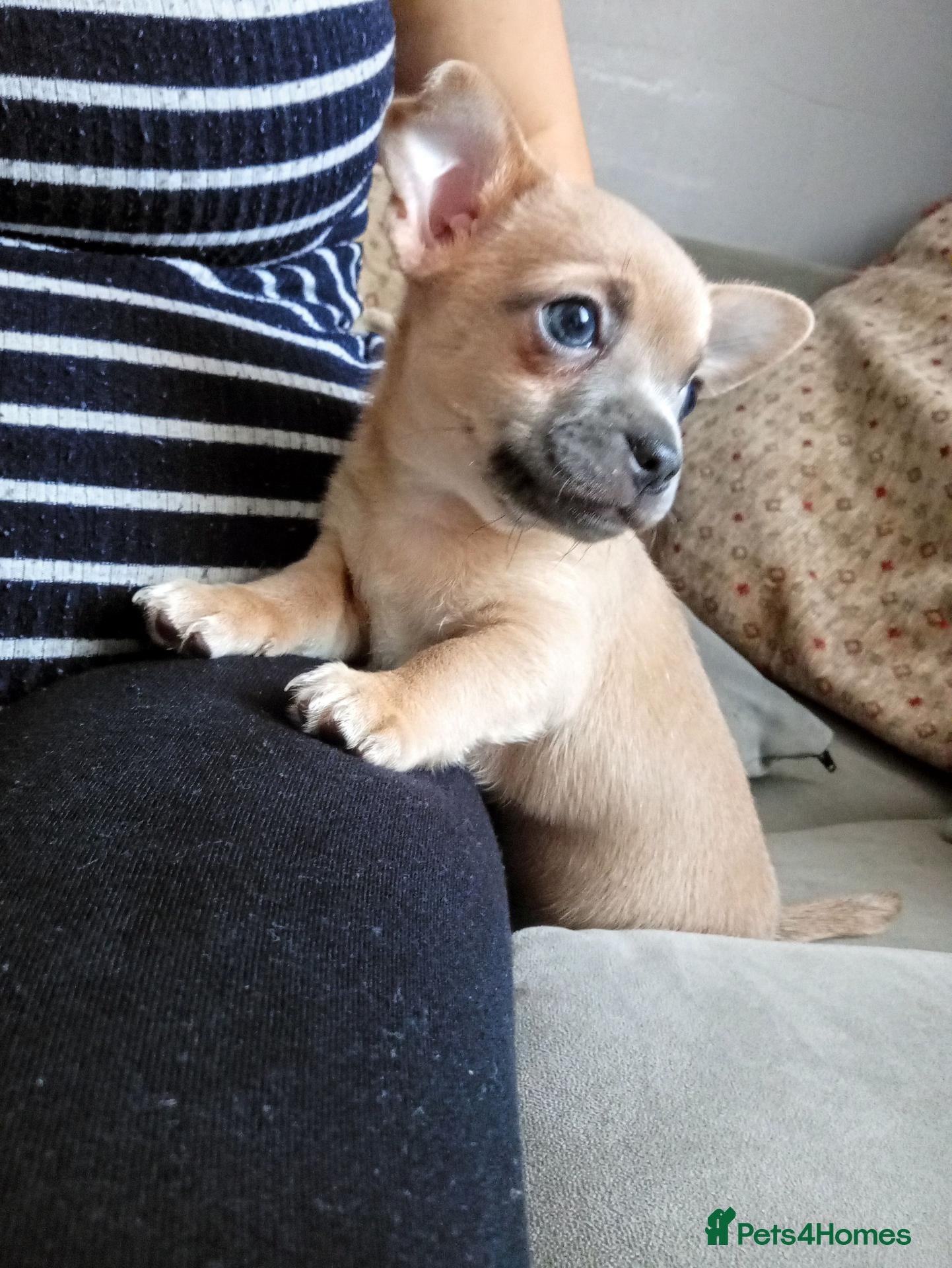 Chihuahua dogs Adorable Chihuahua puppies:) 7 Weeks old :)  - Advert 14