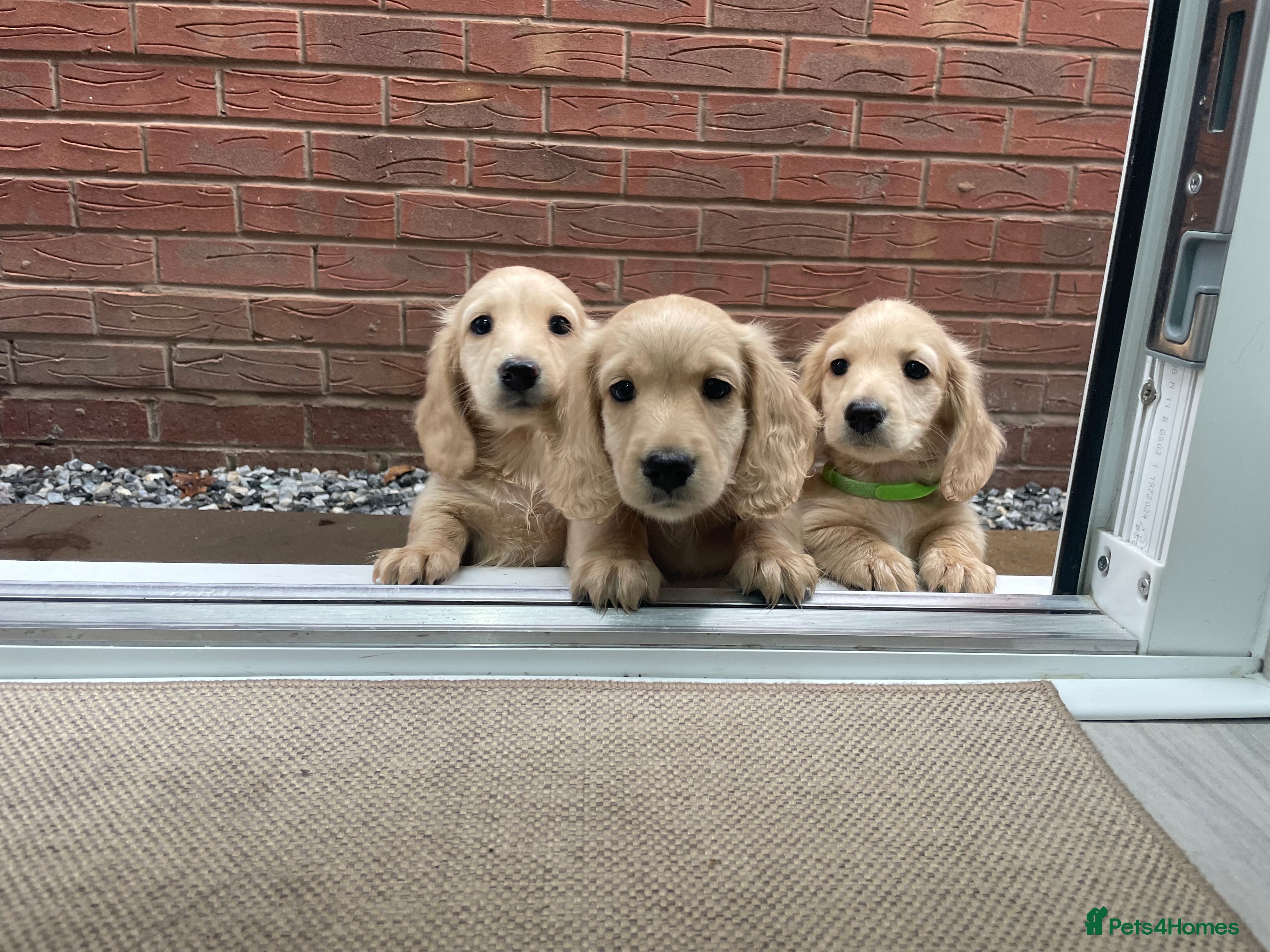 Miniature Dachshund dogs English cream longhair miniature daschound  - Advert 9