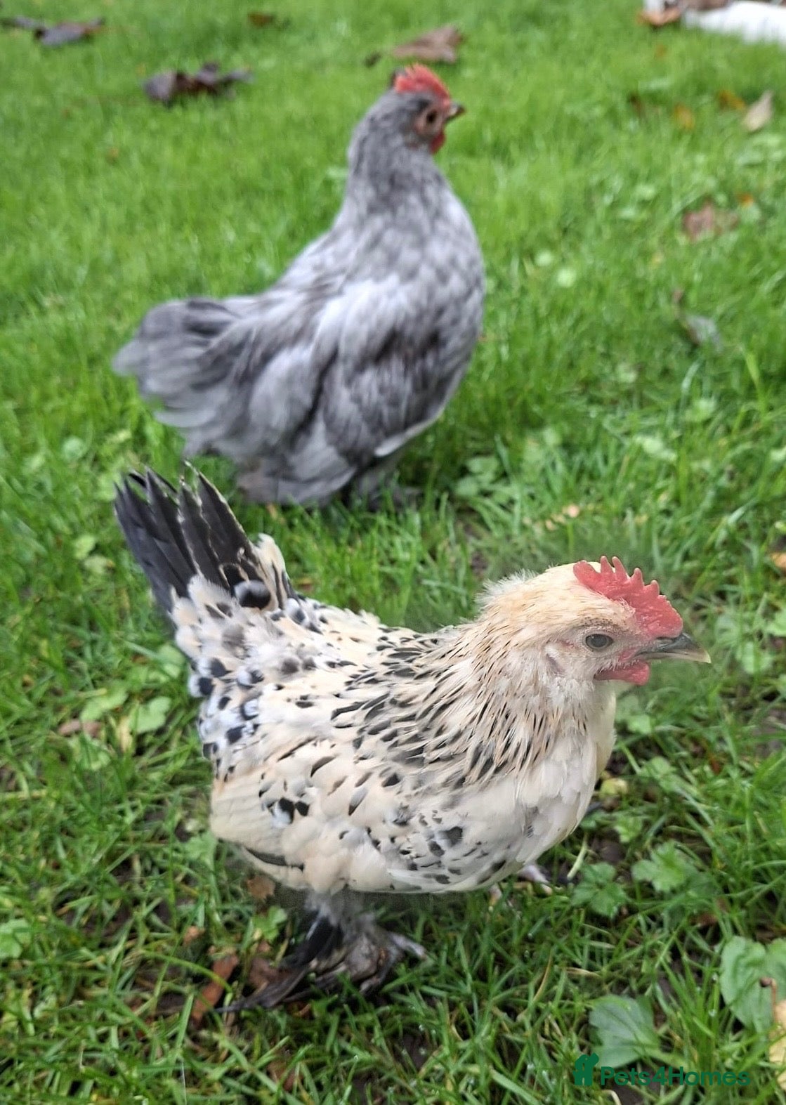 Chickens poultry for sale: Two Bantam Chickens (Male and Female) - Advert 16