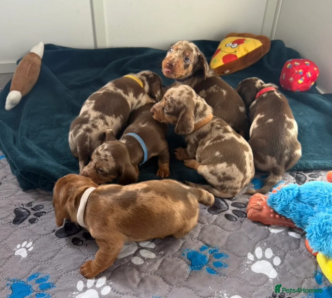 Miniature Dachshund dogs for sale: KC Mini Dachshund Puppies Chocolate Red Dapple - Advert 1