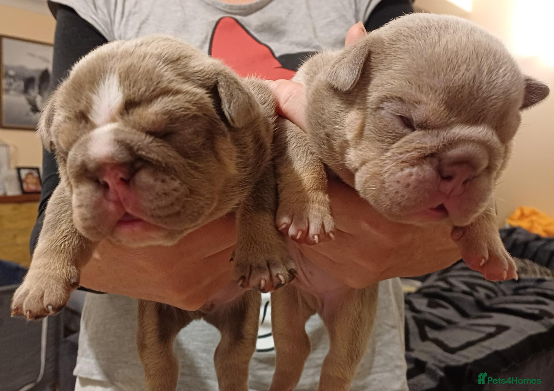 English Bulldog dogs Gorgeous English Buldog Puppies - Advert 18