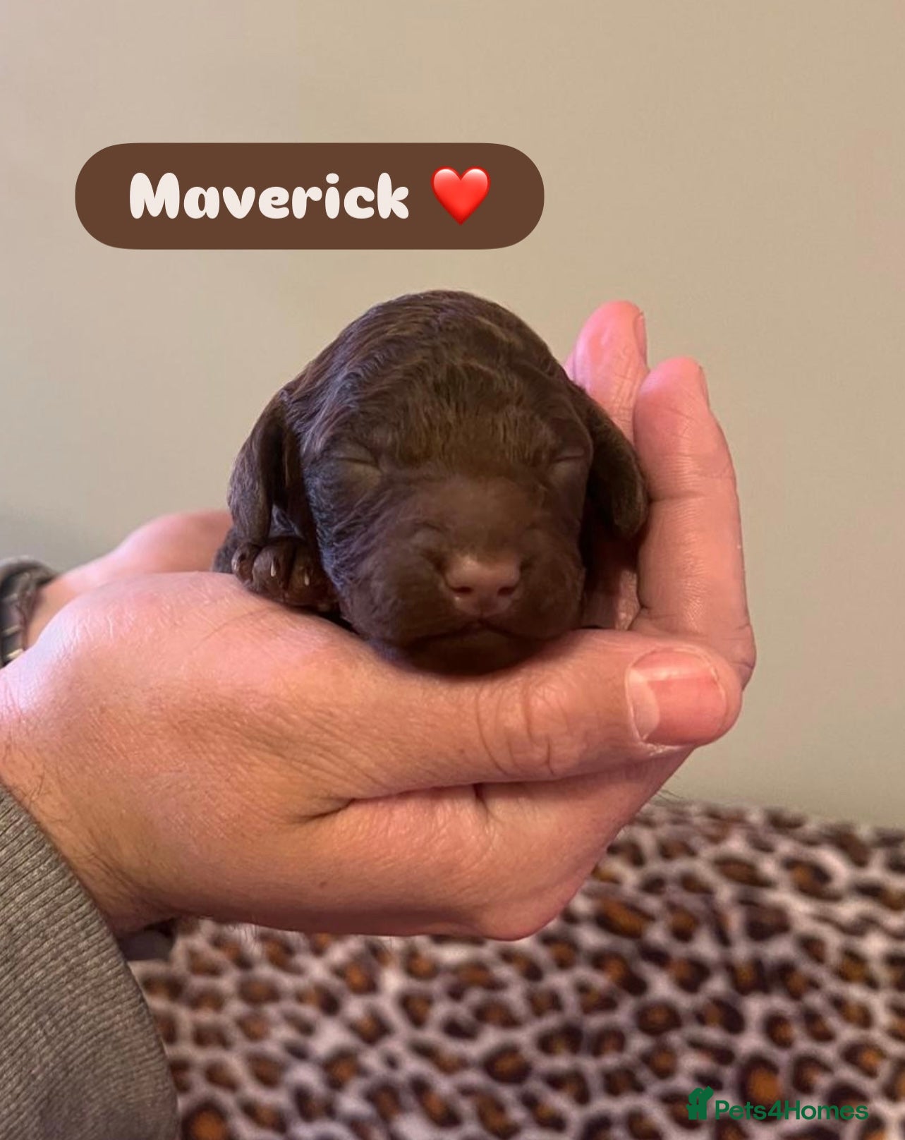 Cockapoo dogs 1 Male F1B Cockapoo Puppy Remaining 🐶🧸🤎 - Advert 17