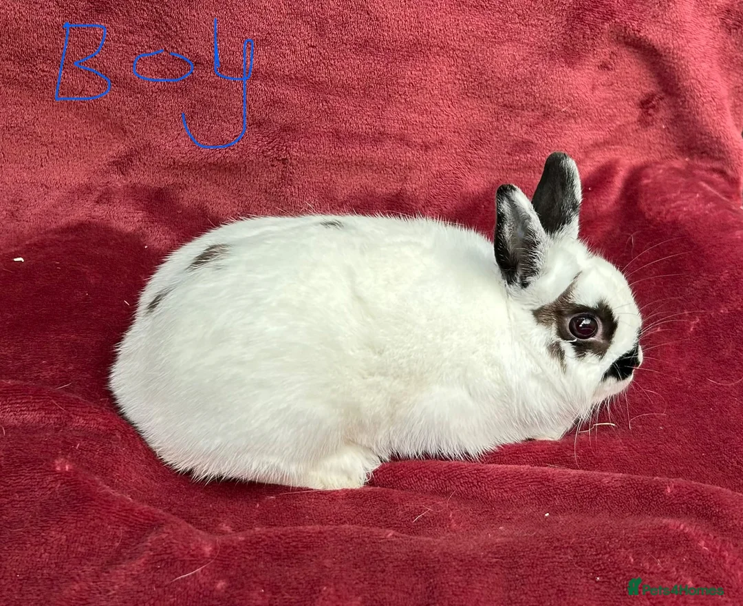 Netherland Dwarf rabbits for sale: 🌟Beautiful bunnies for sale 🌟 - Advert 2