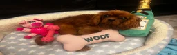 Cavapoo dogs for sale: Cavapoo in Wisbech - Advert 5