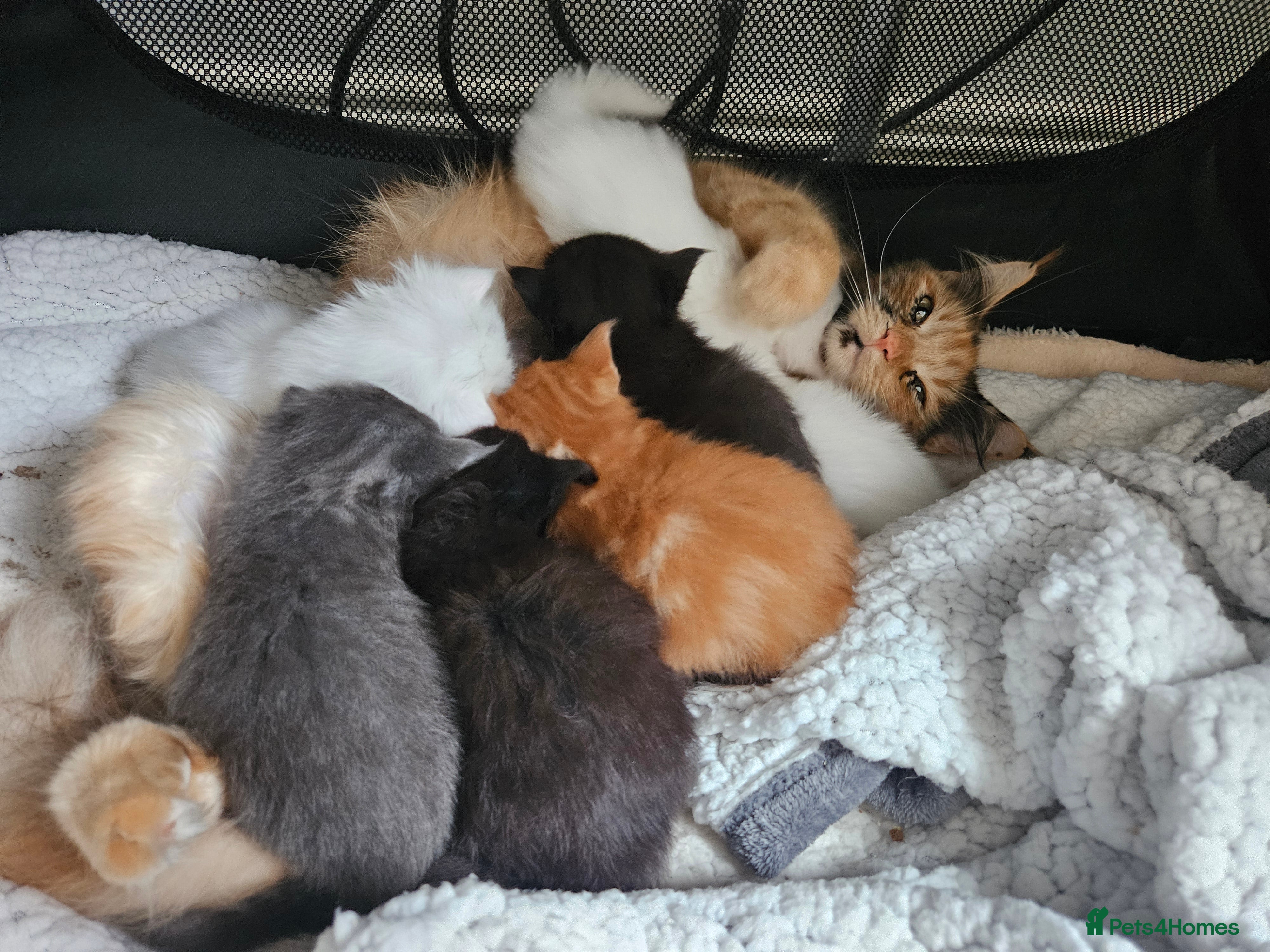 Mixed Breed cats 2 stunning black kittens avilable  - Advert 1