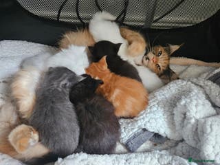 Mixed Breed cats 2 stunning black kittens avilable - Advert 8