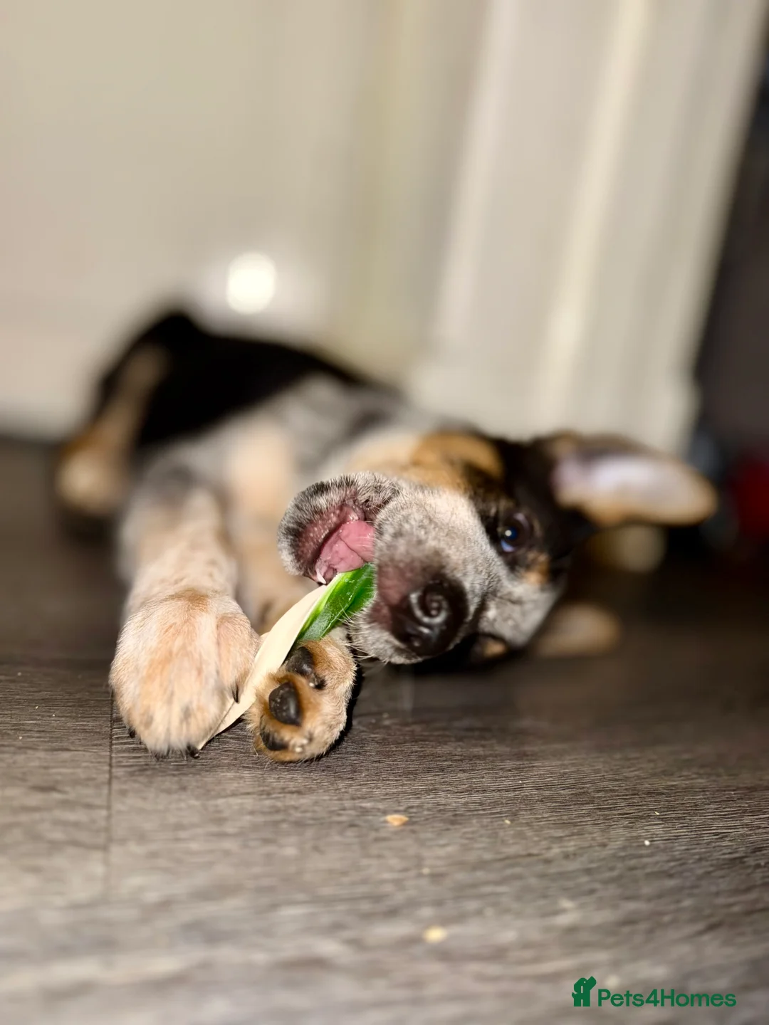 Border Collie dogs for sale: Buddy - Advert 6