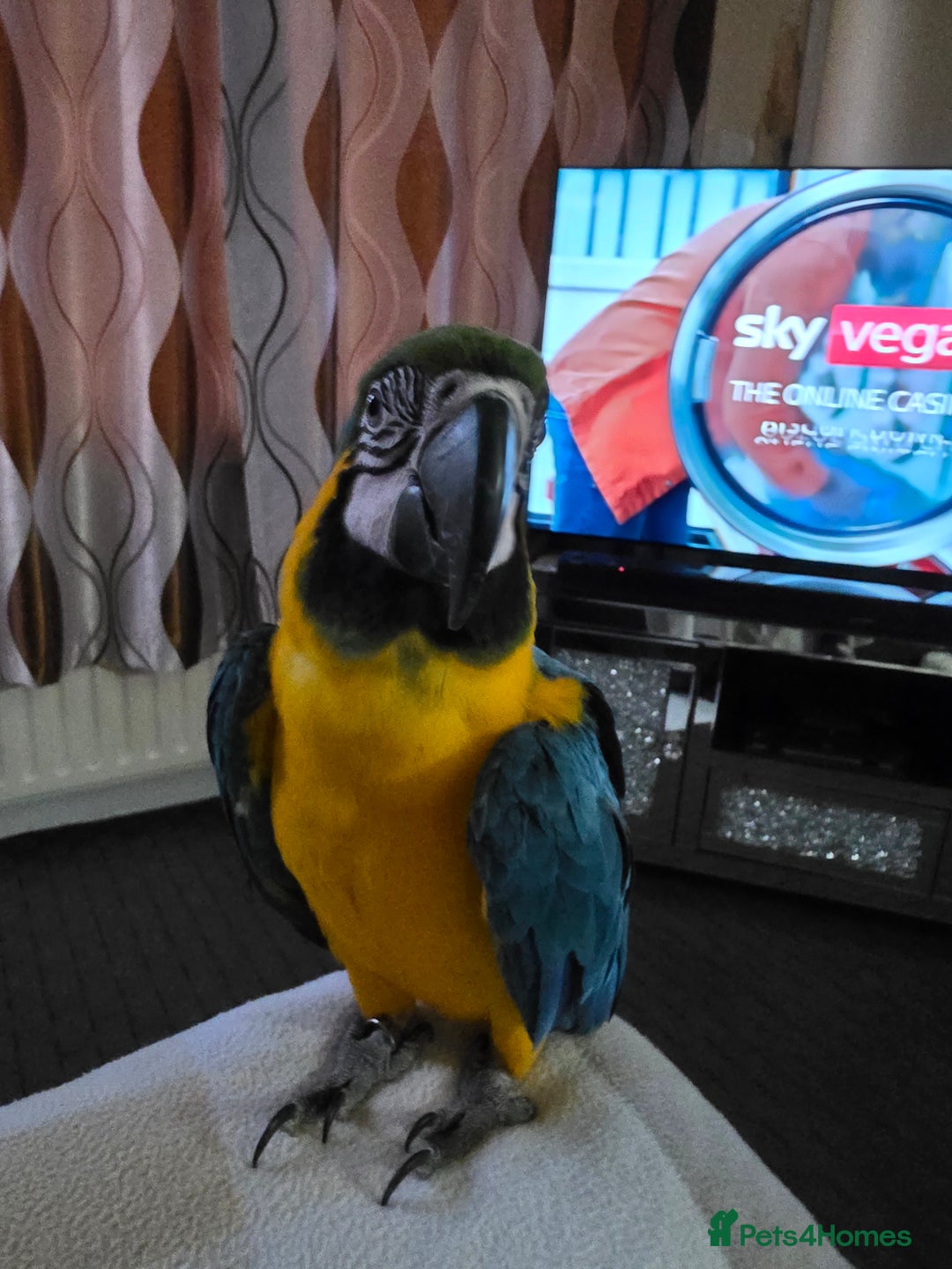 Parrots birds for sale: Baby blue and gold macaw  - Image 9