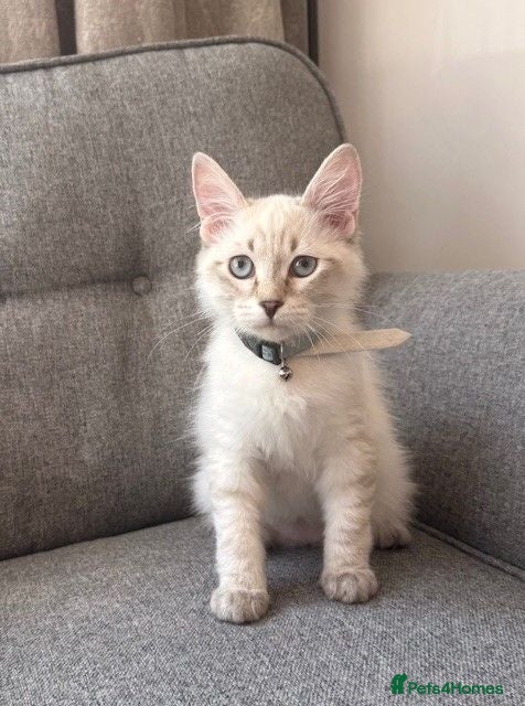 Siberian cats Beautiful Pure Siberian Kittens - Hypoallergenic - Advert 1