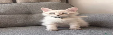 Kitten 1 