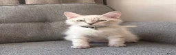 Siberian cats for sale: Beautiful Pure Siberian Kittens - Hypoallergenic - Advert 1