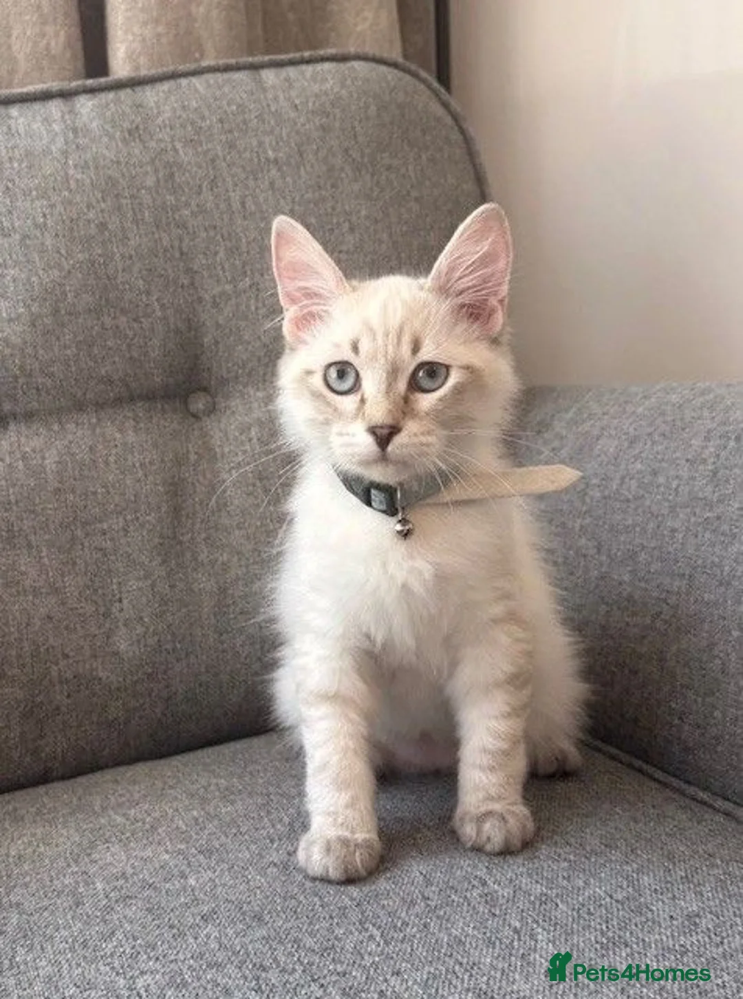 Siberian cats for sale: Beautiful Pure Siberian Kittens - Hypoallergenic - Advert 1
