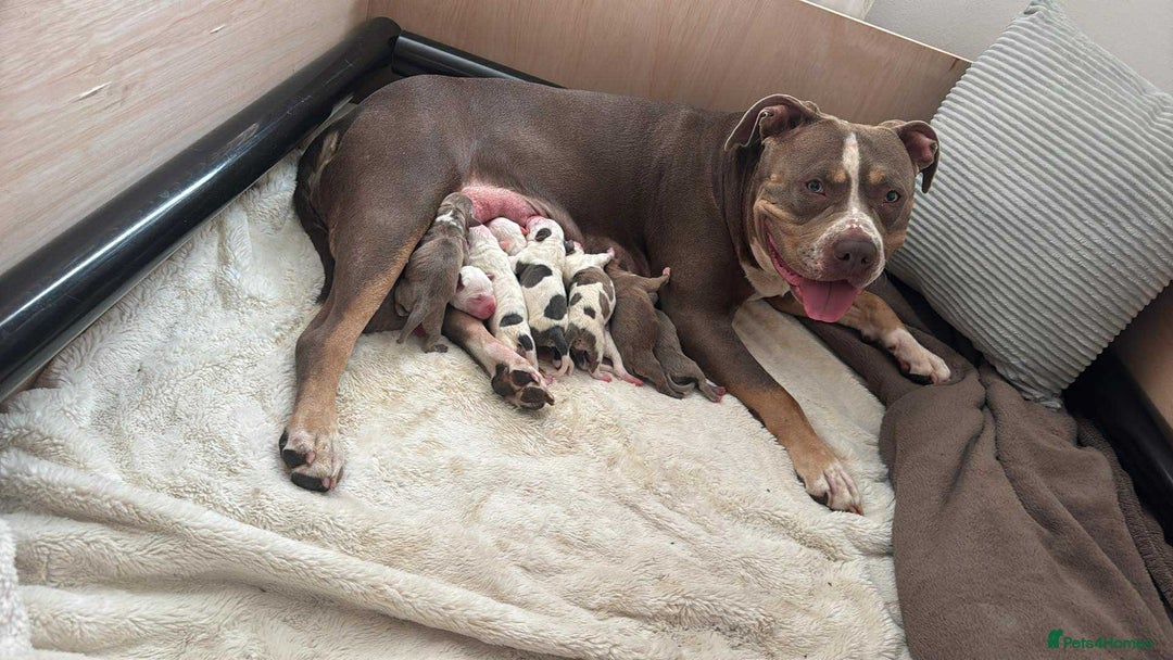 American Bull Staffy dogs for sale: Beautiful Home-Reared Puppies! - Advert 1