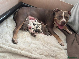 American Bull Staffy dogs Beautiful Home-Reared Puppies! - Advert 7