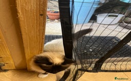 Birman cats for sale: Seal Point Birman Male! - Image 4