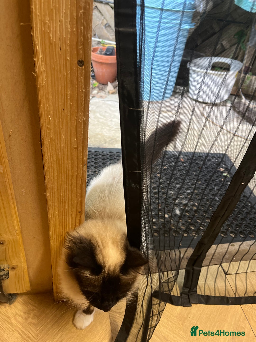 Birman cats for sale: Seal Point Birman Male! - Image 4