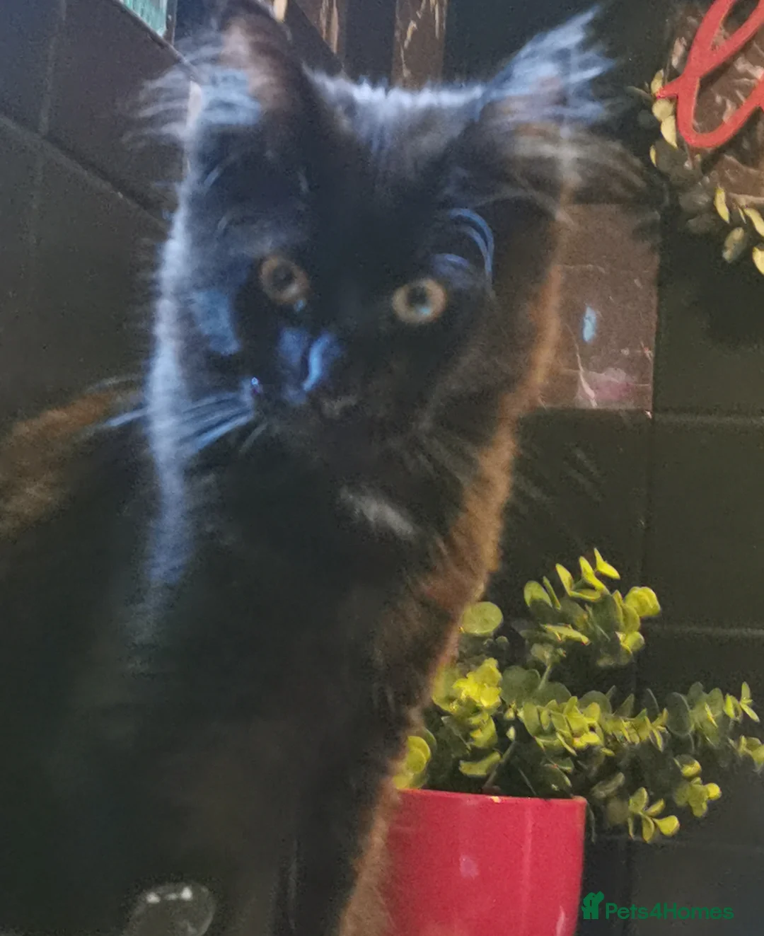 Maine Coon cats for sale: Black maincoon - Advert 4