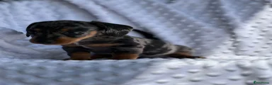 Miniature Dachshund 1